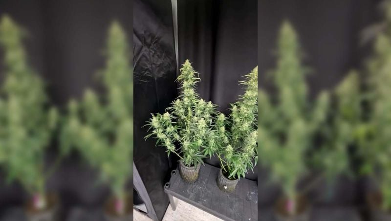 Gorilla Z Auto: Population Test Reveals Stability, Resin, and Fruit-Forward Terpenes