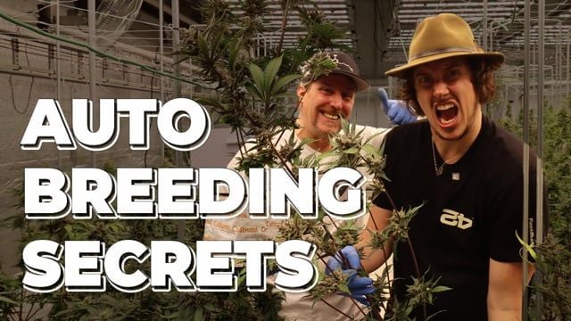 �Auto Breeding SECRETS Revealed | How Fast Buds creates Frost Monsters ❄️