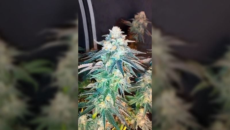 Rainbow Melon Harvest grashuepfer