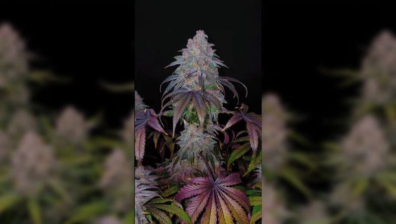 Top Strains for the website Optim