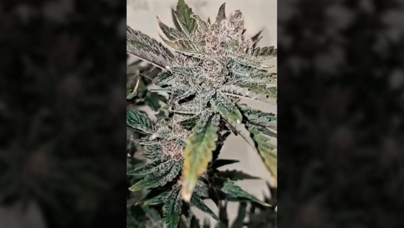 Honorable Mentioin Cherry Cola Auto - Los Cultivadores Hermanos