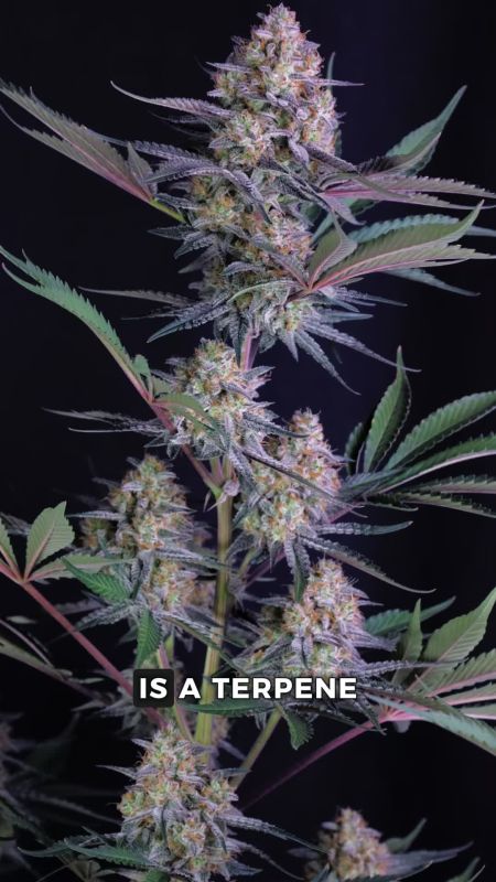 Lemon Tree Auto