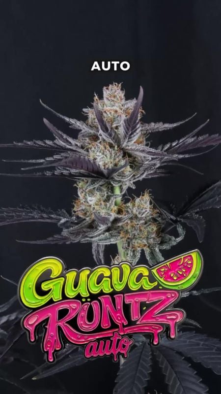 Guava Runtz Auto UPD New Music OPT