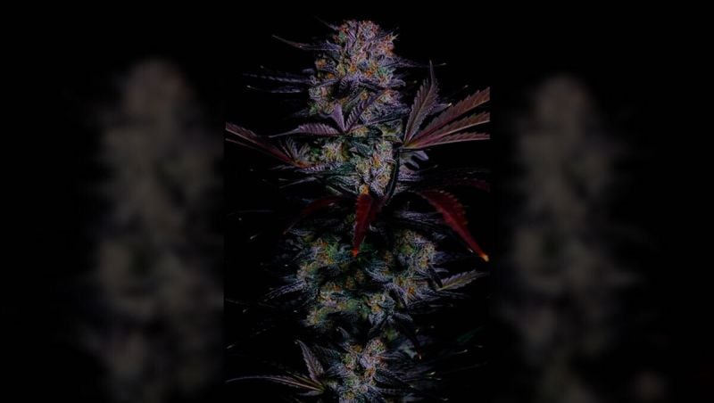 Mendo frost auto