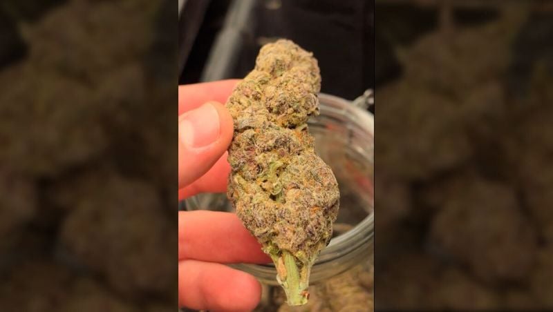 3rd place - Los Cultivadores Hermanos - Cherry Cola Auto