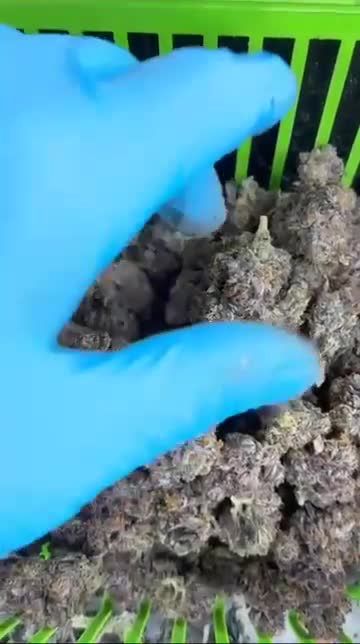 Honorary Mention - Jere - Purple Punch Auto