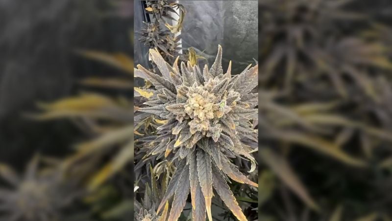 Testing New Creations by Crossing Multiple Genetics