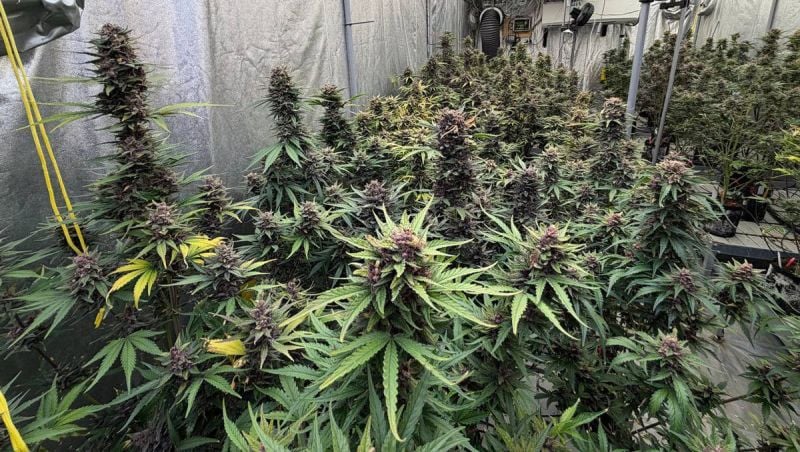 Lemon Cherry Cookies