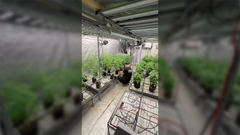 Original Amnesia Breeding Project Enters Key Selection Phase