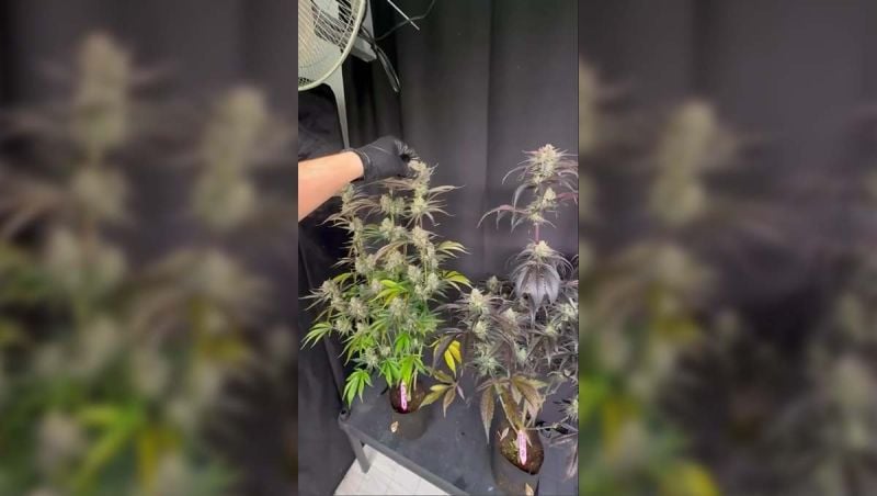 Strawberry Gorilla Auto RF3