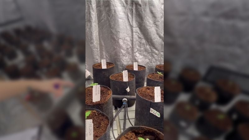 Original Amnesia Haze Auto: Population Selection Run Begins