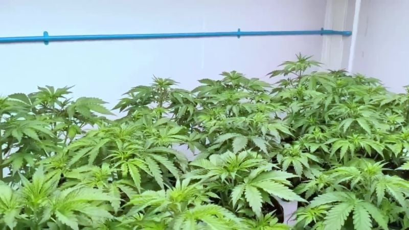FB51 plants after 1st defol and selection)2