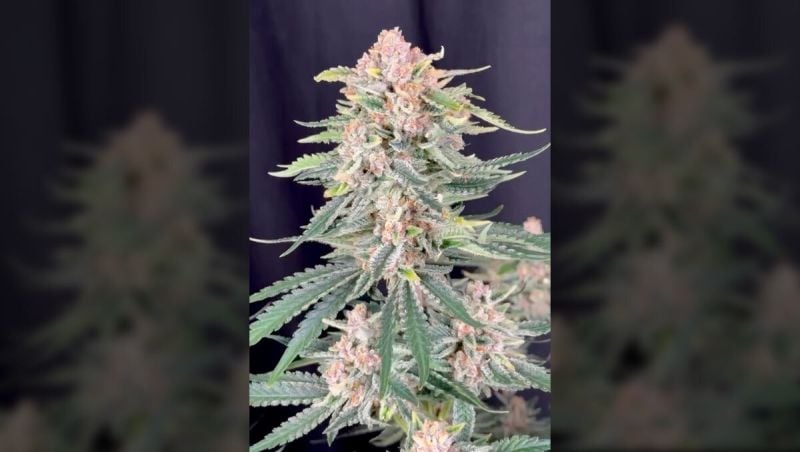 Cherry Cola RF3