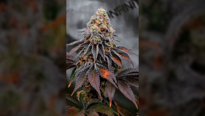 2nd place - ProfessorProper3558 - Biscotti Gelato