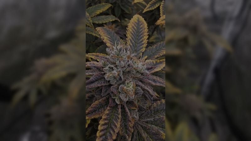 fem testing Greenlife268