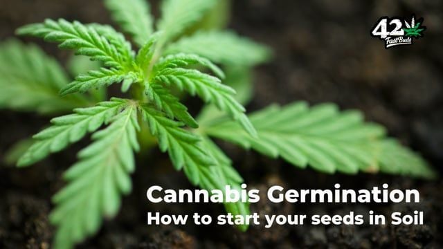 How to Germinate Autoflower Cannabis Seeds - Episode 3: Sprout Marijuana directly in Soil