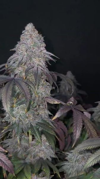 Discord Winner December 3