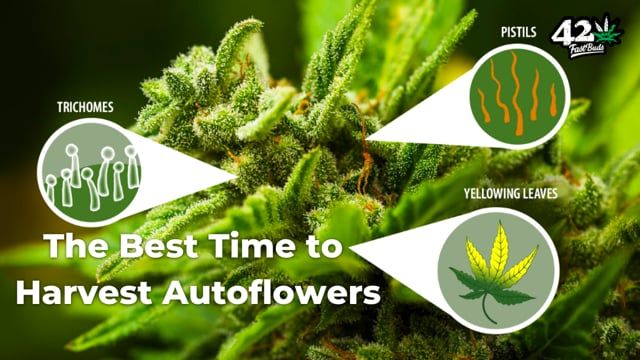 The Best Time to Harvest Autoflower Cannabis - When is my Weed ready