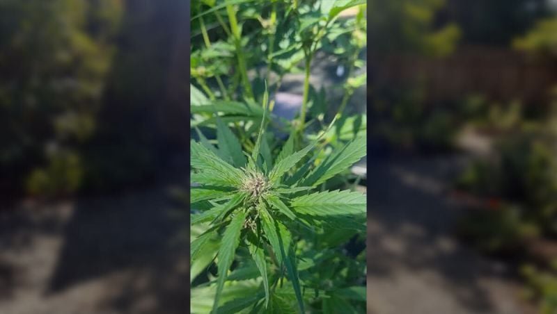 Honorary - Strawberry Gorilla RF3 - Mr.WeedWorld