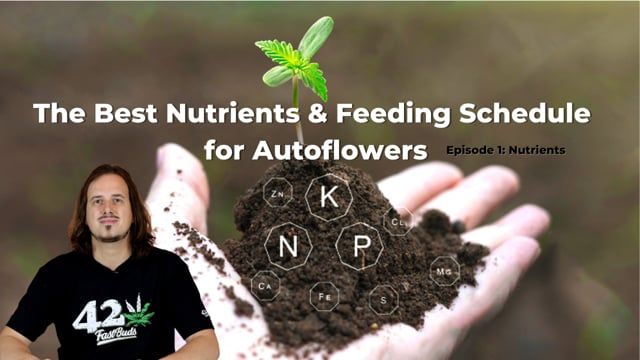 The Best Nutrients & Feeding Schedule for Autoflowering Cannabis - Episode 1: Nutrients