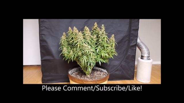 Wedding Cheesecake Auto Becomes A BEAST