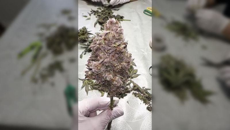 1st prize - highmend - Purple Lemonade Auto