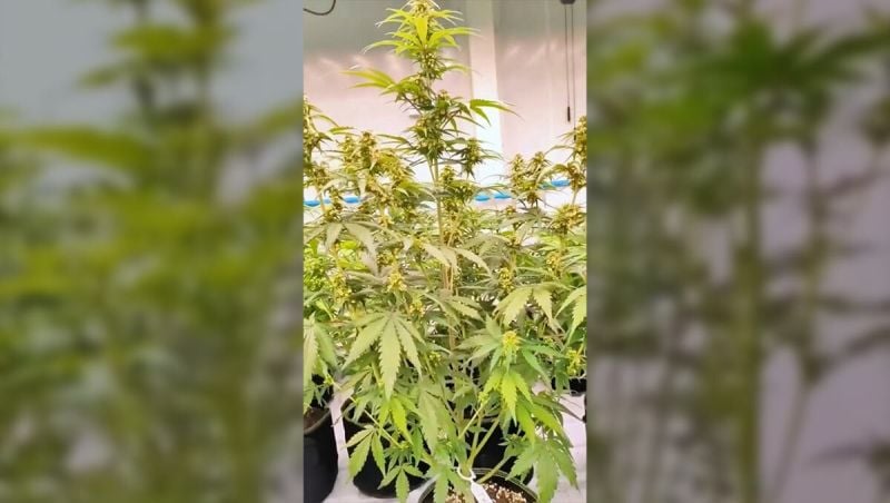 Apricot Auto Our Most Stable Run Yet