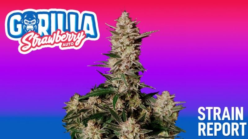 Strawberry Gorilla Auto