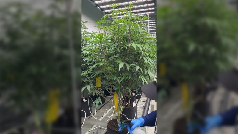 Aggressive Mother plant management (defoliation / lollipopping / topping)