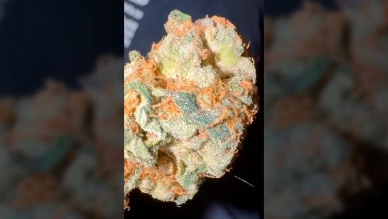 1St Place - Quotenoggy - Papaya Sherbet How I Grew It