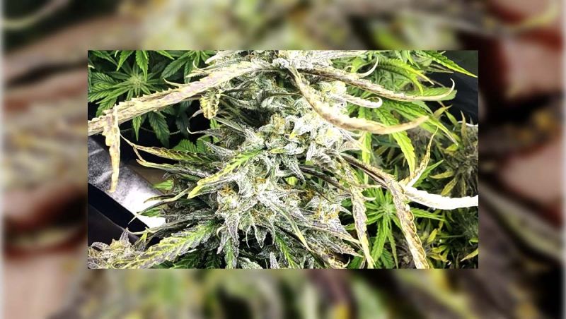 Mix Pack Auto - Narcs