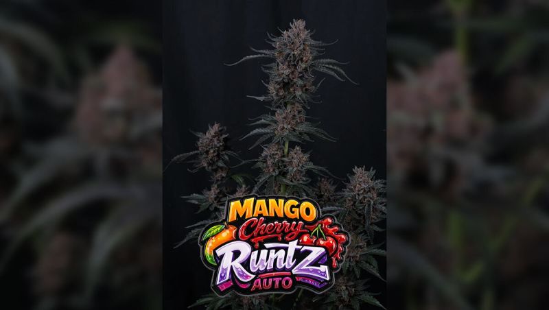 Mango Cherry Runtz Auto