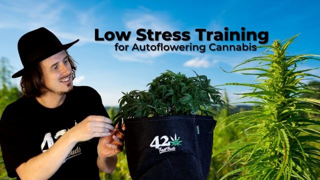 Low Stress Training for Autoflowering Cannabis