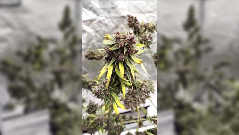 Indo - Cream Cookies Auto