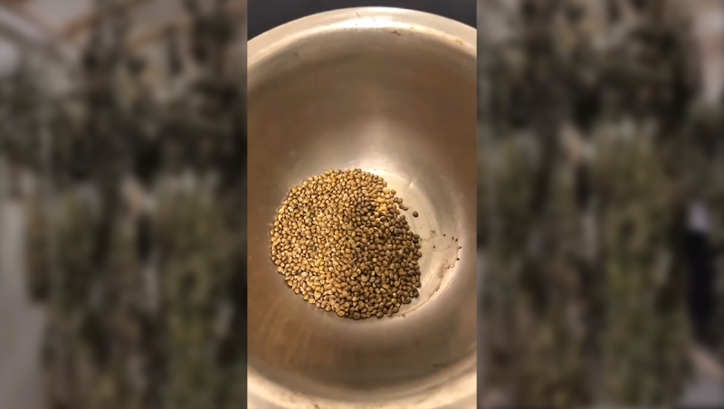 Manual Seed Extraction From Each Plant