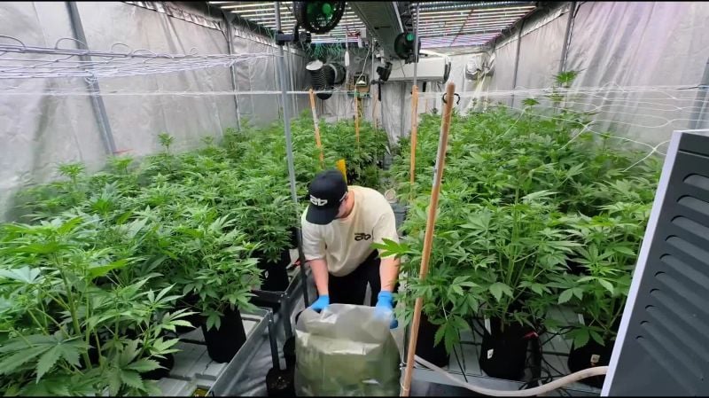 Selection of Lemon Cherry Cookies