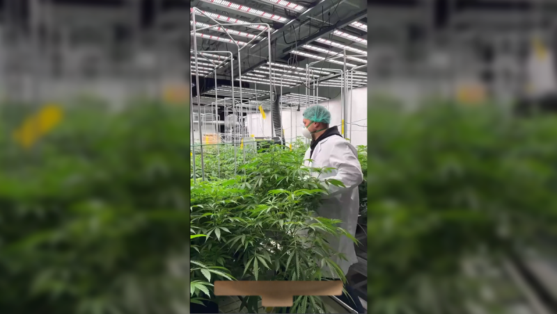 A Visit Into Our Mother Plant Room