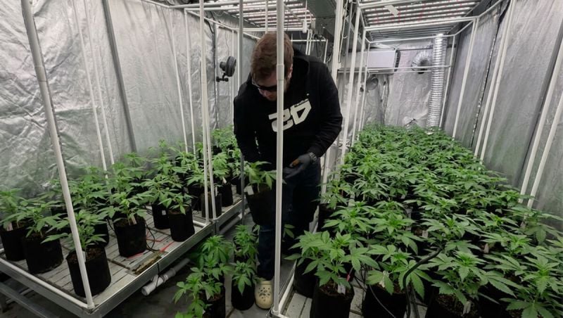 Selection of Gorilla Cookies