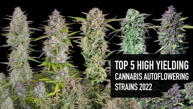 Top 5 High Yielding Cannabis Autoflowering Strains