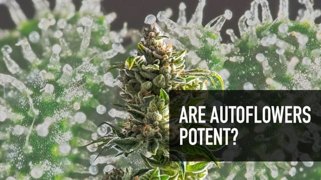 Are Autoflowers potent?