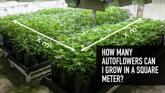 How many Autoflowers can I Grow in a Square Meter?