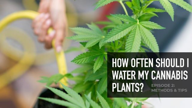 How often should I water my Cannabis Plants? Episode 2: Methods & Tips