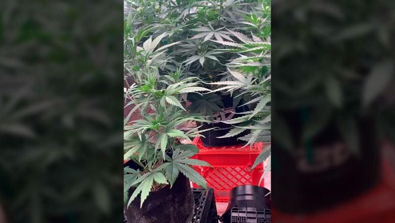 Honorable Mention - Rooktc - Strawberry Gorilla, Mendo Guava, Pineapple Og, Tropicana Cookies