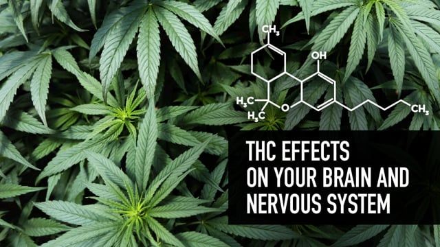 THC Effects on your Brain and Nervous System