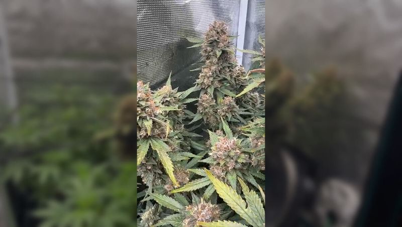 DS Banana Purple Punch RF3 