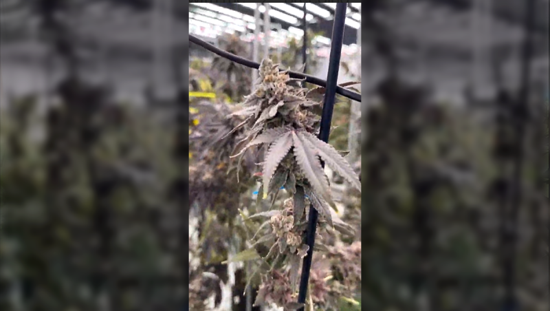 Harvest day at our pheno hunt room