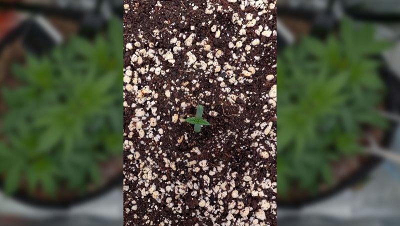 @kagyteeTimelapse videoForbidden Runtz