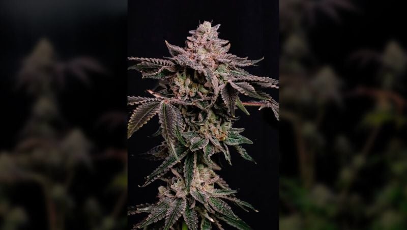 Z42 How To Grow Upd (1)