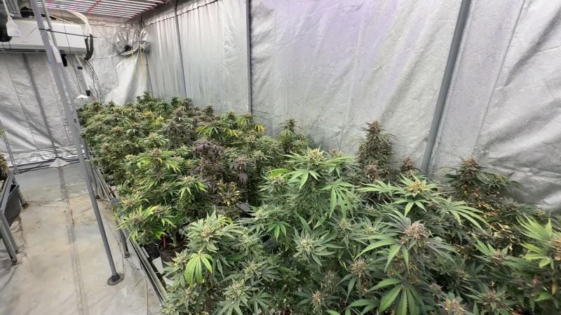 Cherry Cola pre-harvest (1)