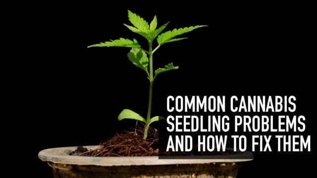 Common Cannabis Seedling Problems & How to Fix Them